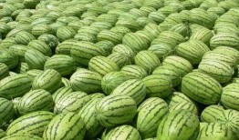 热门大瓜每日必吃大瓜 吃瓜视频在线,吃瓜视频，带你领略娱乐圈风云变幻