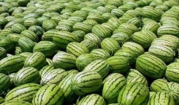 网红大瓜排行 吃瓜网每日大赛,吃瓜网每日大赛精彩瞬间大盘点