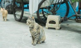 朝阳天空成惊艳 独家爆料免费吃瓜,独家揭秘免费吃瓜盛宴